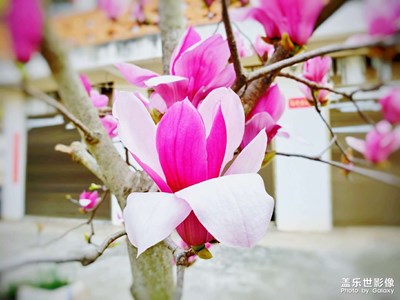 春光明媚