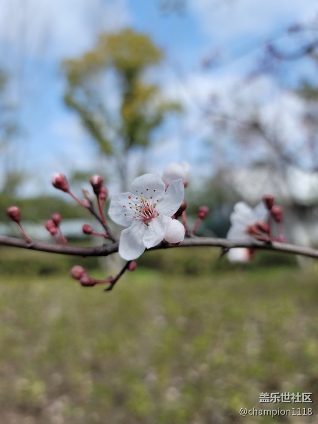 原來這不是櫻花，是什么咧？