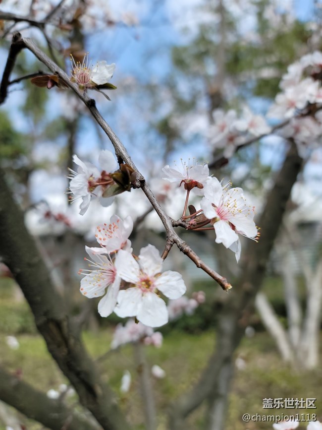 原來這不是櫻花，是什么咧？