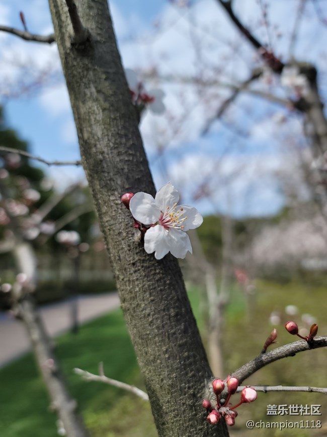 原來這不是櫻花，是什么咧？