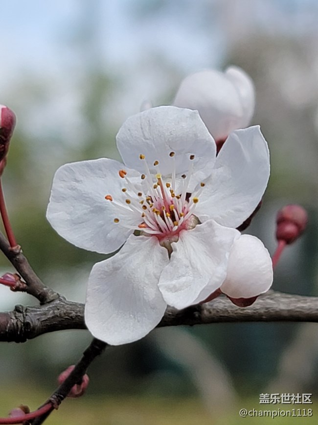 原來這不是櫻花，是什么咧？