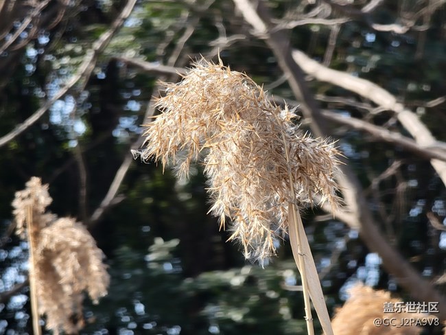 分享幾張三星s21u室外親手隨拍照片