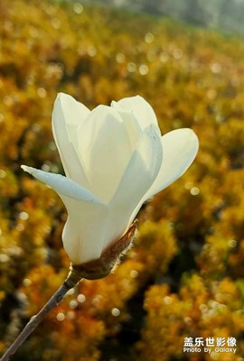花季
