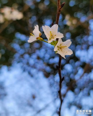 春天的那些花??