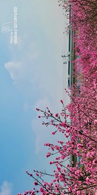 開向春天的復新號