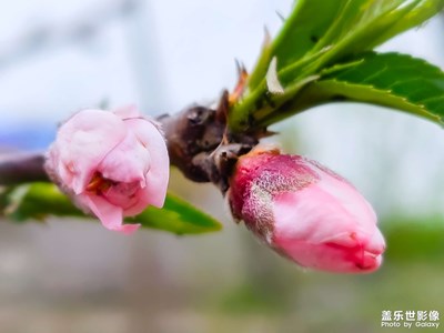 三月桃花開(kāi)