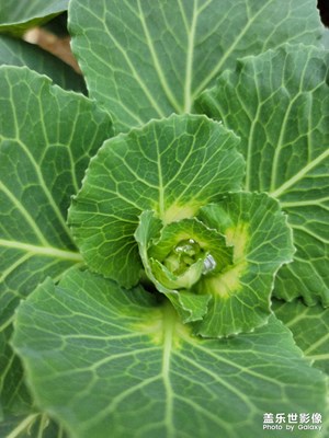 羽衣甘藍(lán)