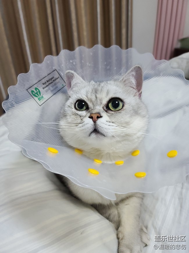 已開獎【寵物3月第二期】你愿為家里的寵物花費多少？