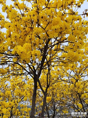 春暖花開(kāi)