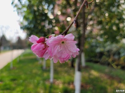 新人報(bào)到春之韻