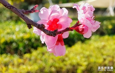 花開(kāi)富貴