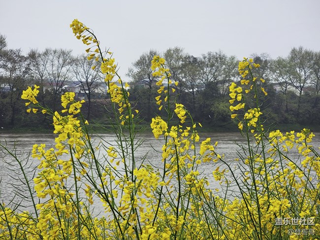 【春菜秀】蕨菜炒臘肉