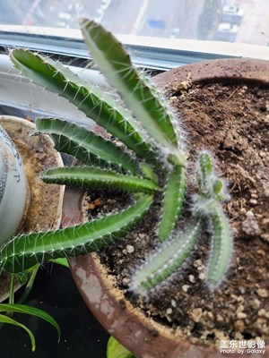 火龍果