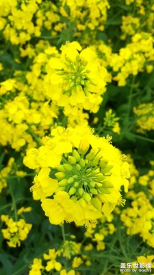 滿園春色關(guān)不住