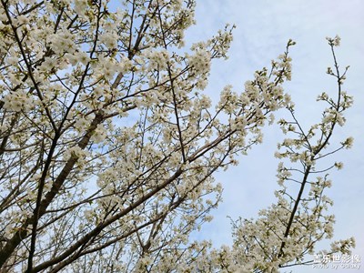 櫻花～