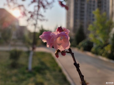 【光影魅力】+沐浴晨光