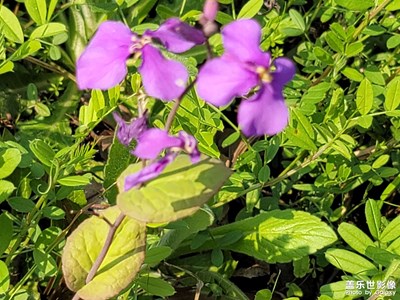 沉迷野花