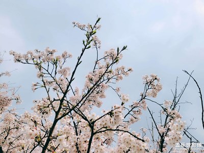 萬畝櫻花