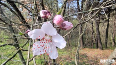 【周末拍點(diǎn)啥】+花開的季節(jié)
