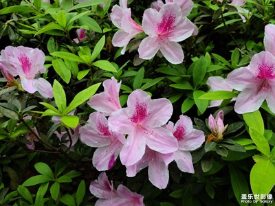 【周末拍點啥】+ 樓下的花花