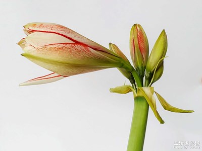 朱頂紅