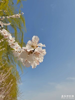 桃花堤