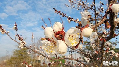 春暖花開(kāi)