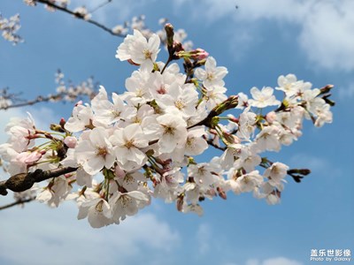 春天來(lái)了