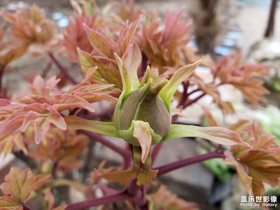 花開(kāi)了，花開(kāi)了，花開(kāi)了！