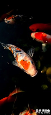 金魚
