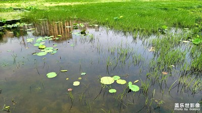 市區(qū)中的國家濕地公園