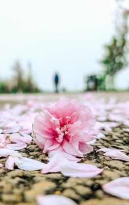 轉(zhuǎn)捻成春泥