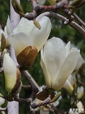 玉蘭花開