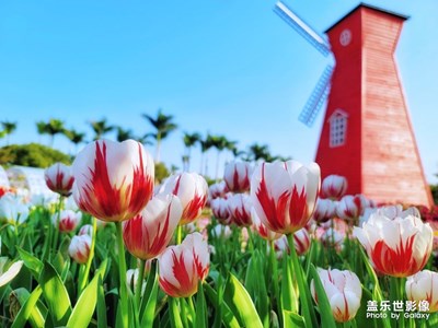 打卡郁金香花海