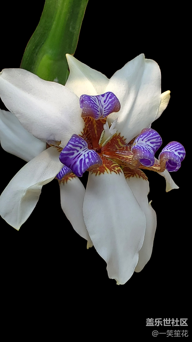 拍拍花卉，背景是自己后期的，有朋友知道這是什么花嗎