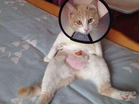 已開(kāi)獎(jiǎng)【寵物4月第一期】寵物絕育到底做還是不做？