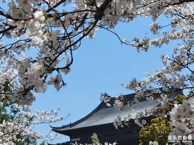 賞櫻