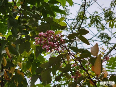 這是什么花？