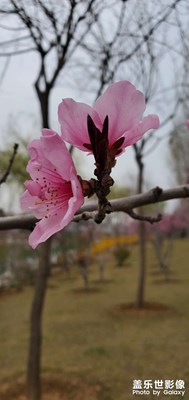 桃花開了