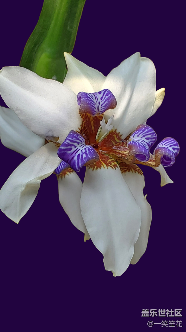 拍拍花卉，背景是自己后期的，有朋友知道這是什么花嗎