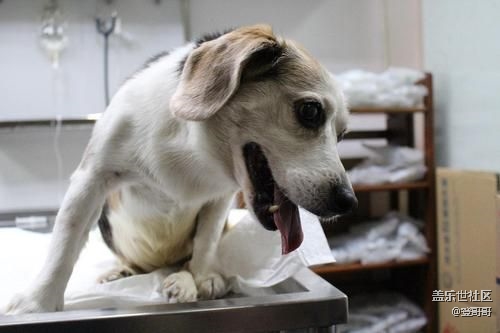 已開(kāi)獎(jiǎng)【寵物4月第一期】寵物絕育到底做還是不做？