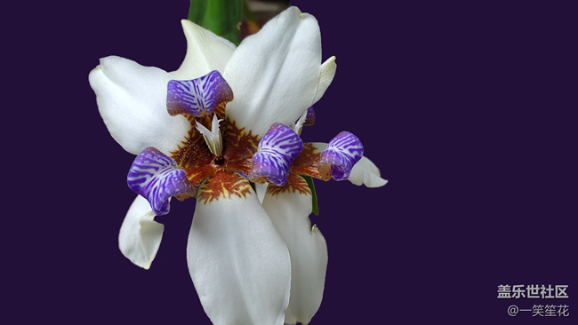 拍拍花卉，背景是自己后期的，有朋友知道這是什么花嗎