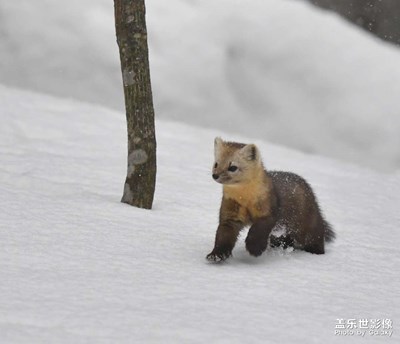 紫貂