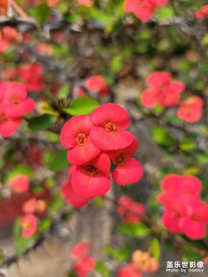 花兒