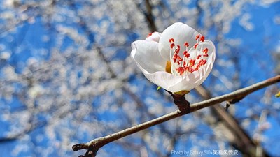 GalaxyS10+【春】山桃