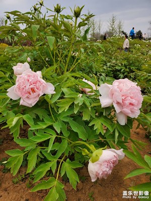 牡丹花開