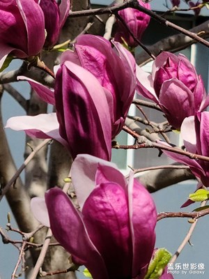 玉蘭花、腰花