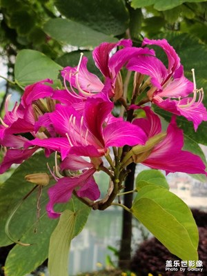 紫荊花