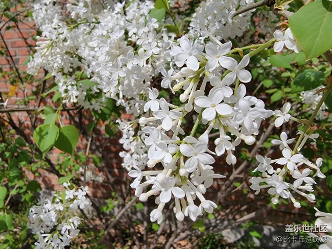 推薦一家藏在三里屯角落里的粵式菜館——獅子山下