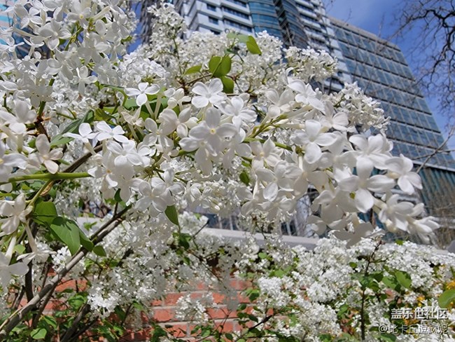 推薦一家藏在三里屯角落里的粵式菜館——獅子山下
